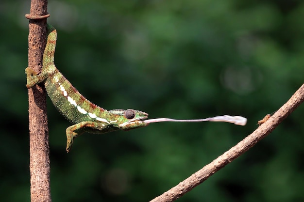 Caméléon voilé attraper animal insecte gros plan caméléon voilé sur fleur rouge