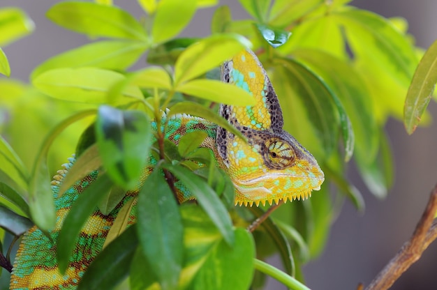 caméléon voilé entre les feuilles en camouflage