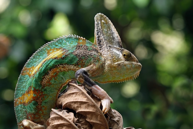 Caméléon voilé pie sur feuilles sèches Caméléon voilé pie libre avec gros plan animal de fond naturel