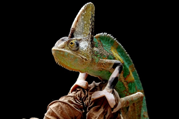 Caméléon voilé pie sur feuilles sèches