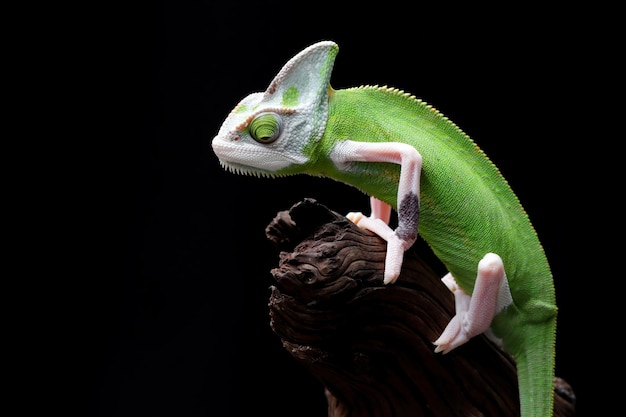 Caméléon voilé pied gros plan sur bois avec fond noir