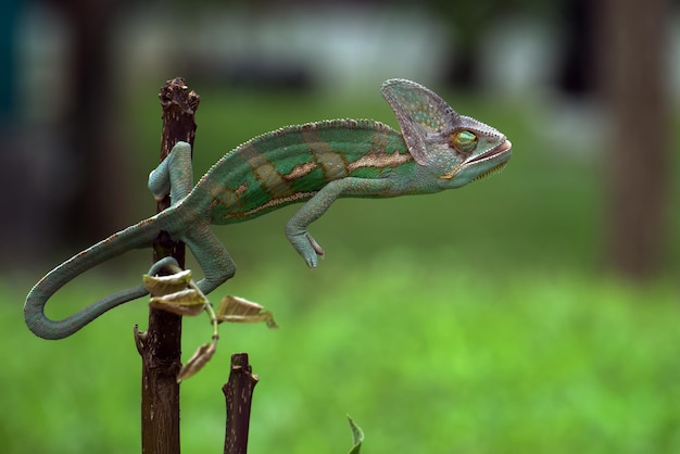 Un caméléon voilé en position d'attraper une proie