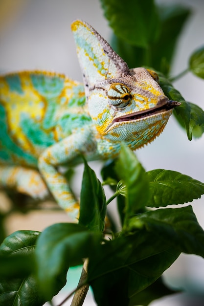 Photo caméléon yémen