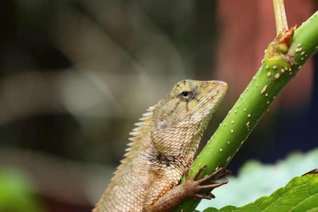 Caméléon