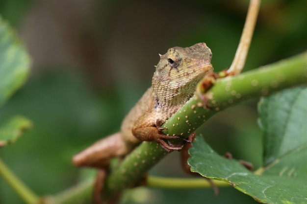 Photo caméléon