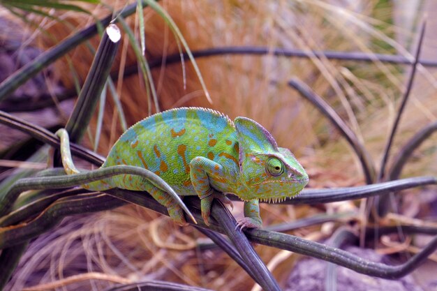 Caméléon