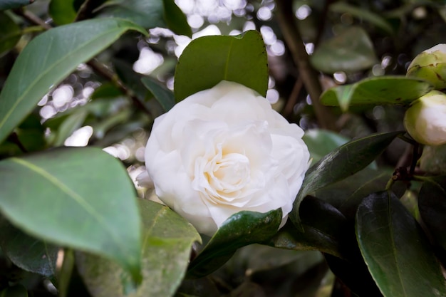 Un camélia blanc sur fond vert