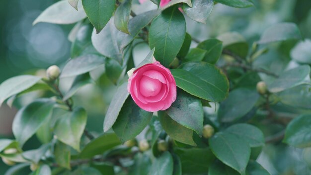 Photo le camélia est une fleur de jardin largement plantée qui pousse généralement à une altitude de plusieurs mètres.