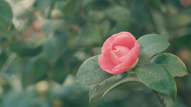 Le camélia fleurit sur le buisson vert dans le jardin le camélia rose en fleur la belle fleur rose avec doux