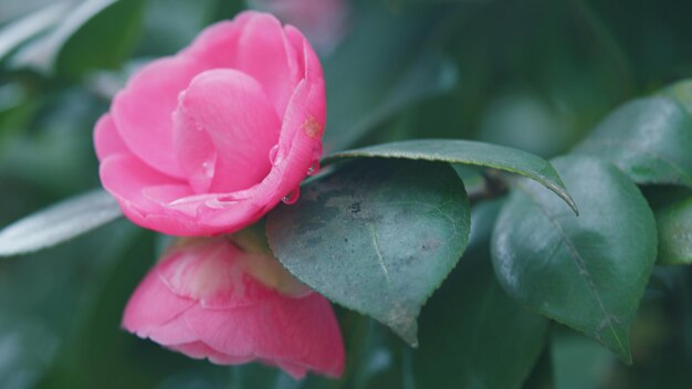 Camélia japonica rose dans les fleurs du festival du printemps Camélia rose avec des feuilles vertes