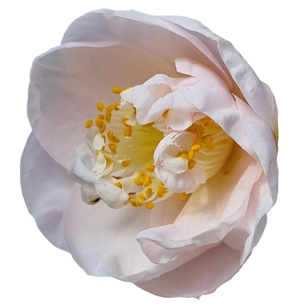 Camellia japonica Moonlight Bay fond blanc