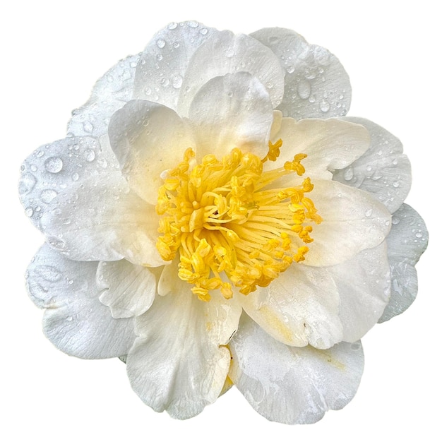 Camellia japonica Silver Waves fond blanc