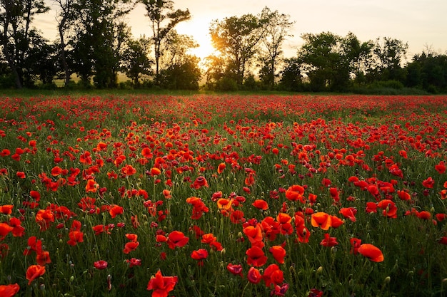 La caméra se déplace entre les fleurs de coquelicots rouges pavot comme symbole du souvenir et commémoration de