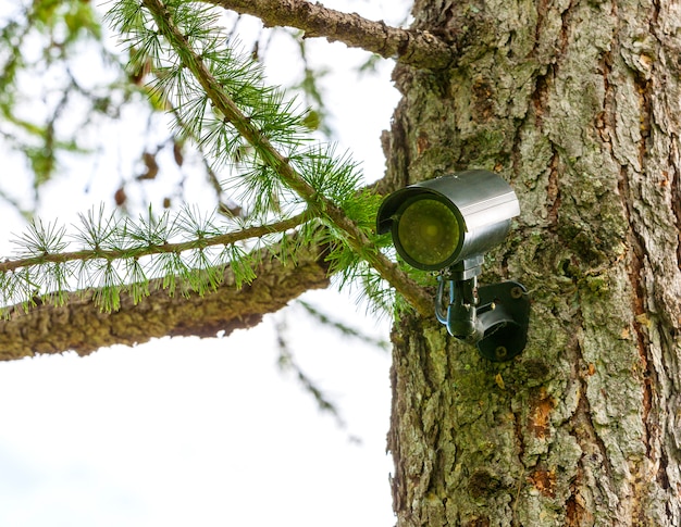 Caméra De Surveillance Sur L'arbre