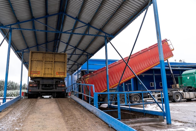 Un camion décharge des pommes de terre dans une féculerie