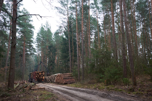 Camion grumier chargement des journaux dans la forêt