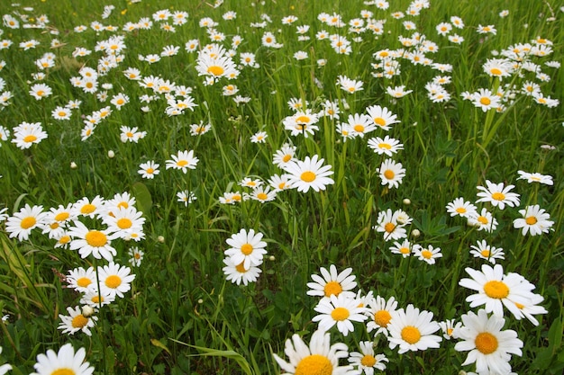 Camomiles sur Prairie