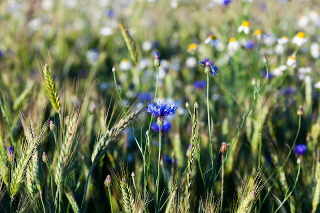 Camomille aux bleuets