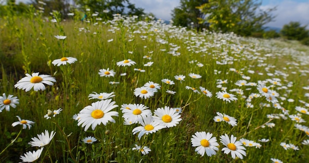 Camomille blanche dans le pré