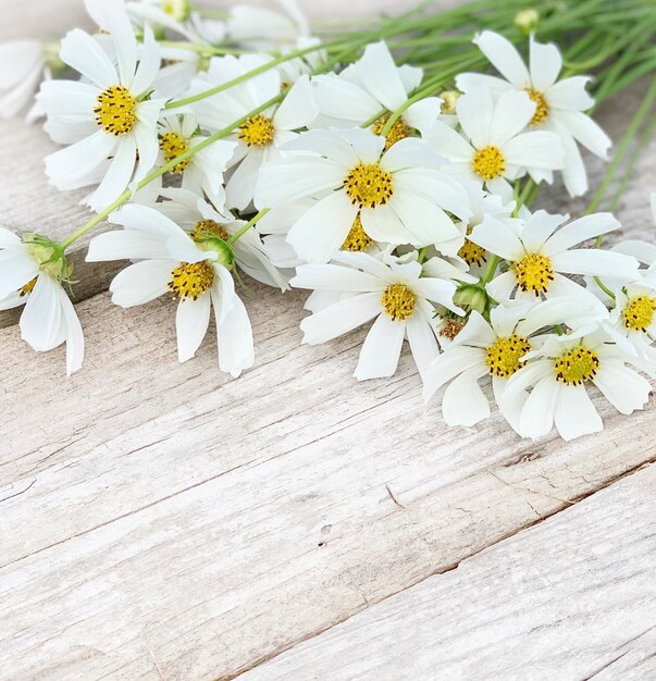 camomille blanche sur un fond en bois. fond de bannière