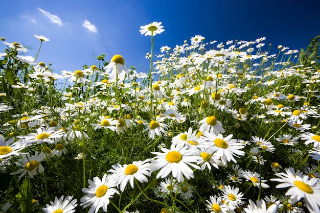 Camomille blanche poussant à l'état sauvage contre un ciel bleu, le soleil illumine les plantes, les marguerites sont utilisées pour décorer et créer des médicaments homéopathiques
