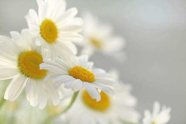 Camomille blanche tendre. Fleurs de camomille