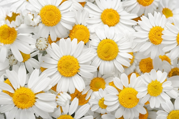 Camomille. Bouquet de fleurs épanouies