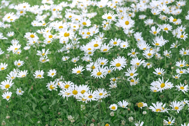 Camomille de champ fleurissent dans le jardin pour le fond de l&#39;été.