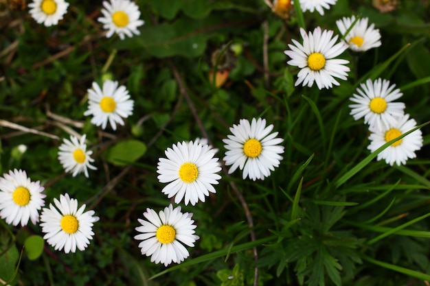 Camomille des champs sur l'herbe verte