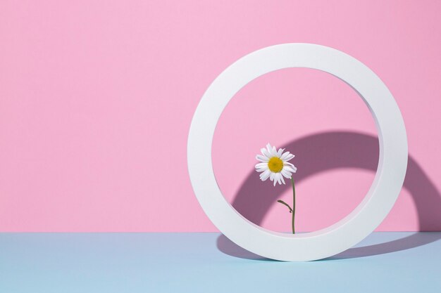 Camomille dans un cadre rond blanc, podium de présentation sur fond rose-bleu.