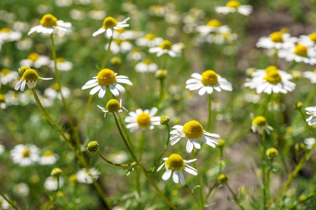 La camomille dans un jardin ensoleillé pour des thés sains