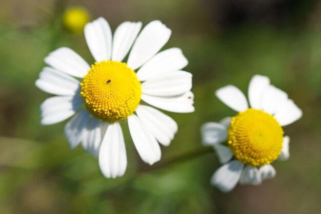 La camomille dans un jardin ensoleillé pour des thés sains