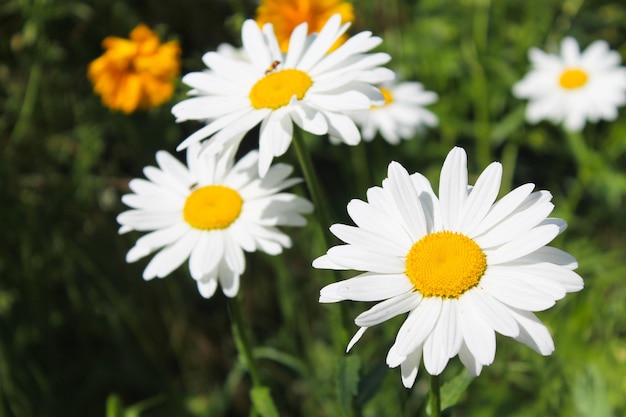 Camomille dans le jardin