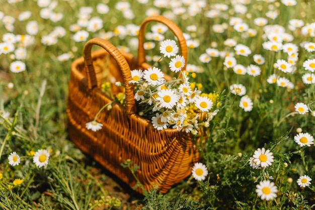 Camomille dans un panier debout dans un champ de camomille