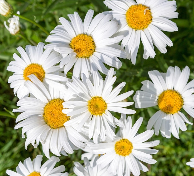 Camomille dans le pré