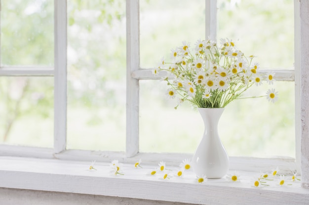 Camomille dans un vase sur le rebord de la fenêtre