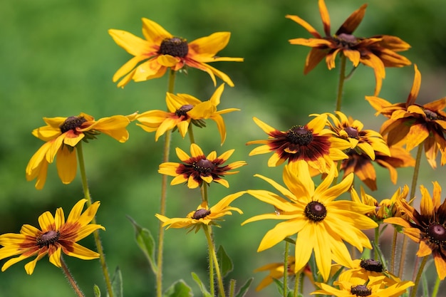 camomille décorative de jardin jaune, rudbeckia sur un lit de jardin un jour d'été