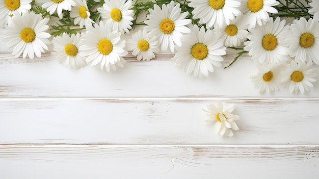 Camomille d'été sur bois blanc