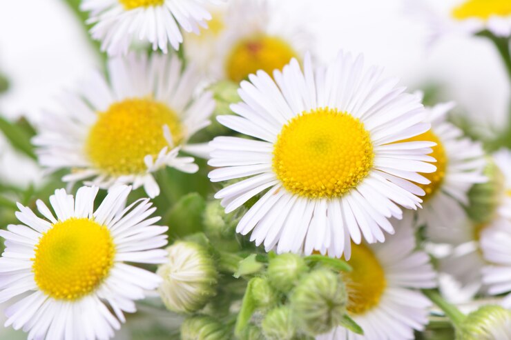 Camomille fleur