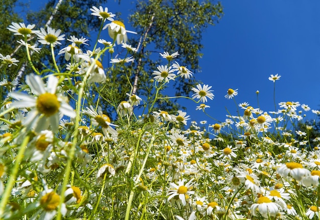 Camomille en fleurs dans une forêt défrichant un fond naturel floral d'été