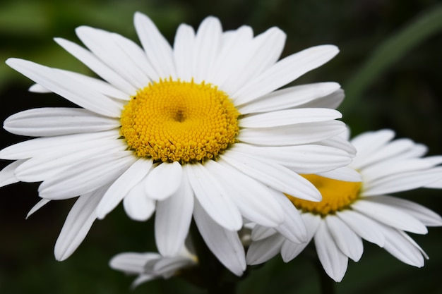 Camomille fleurs nature