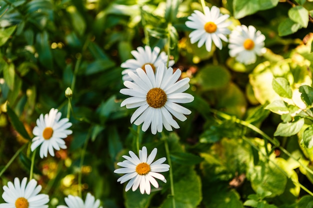 Camomille en fleurs sur un pré en été