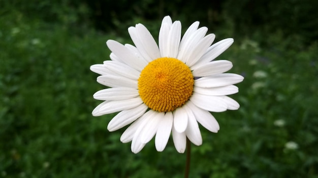 camomille, fleurs sauvages