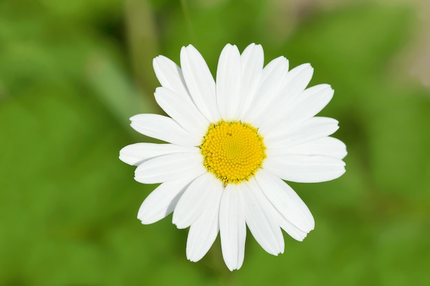 Une camomille sur fond vert