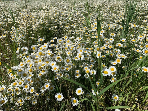Camomille grand champ de fleurs blanches sauvages dans la nature