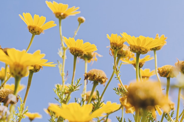 Camomille jaune défocalisé sur ciel bleu