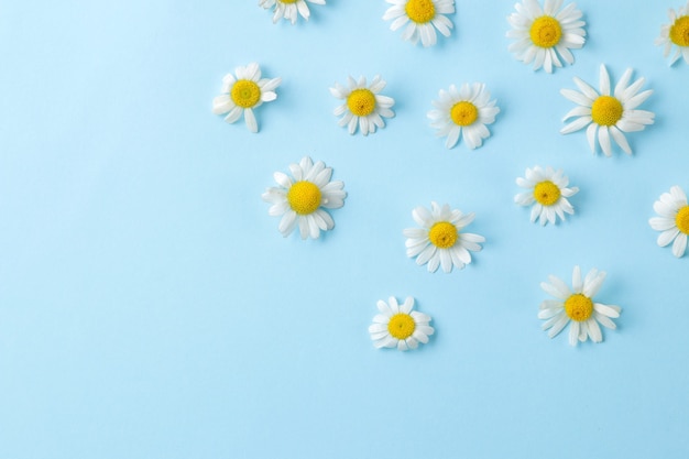 Camomille. Petites fleurs de camomille médicinales sur un fond bleu clair doux. vue de dessus. espace pour le texte