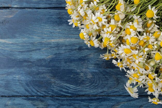 Camomille. Petites fleurs de camomille médicinales sur une table en bois bleue. place pour le texte. vue de dessus