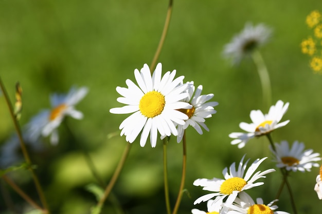 La camomille sur le pré pousse sur un fond vert d'été