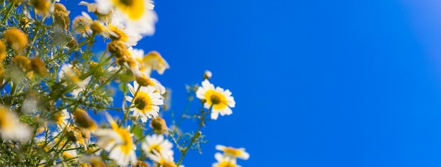 Camomille sauvage sur un ciel bleu Idyllique printemps été nature fleurs gros plan ciel ensoleillé vue heureuse